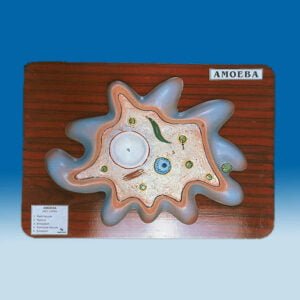Amoeba Proteus